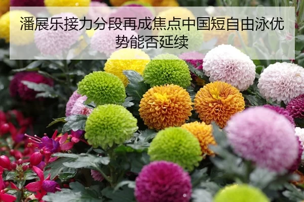 潘展乐接力分段再成焦点中国短自由泳优势能否延续